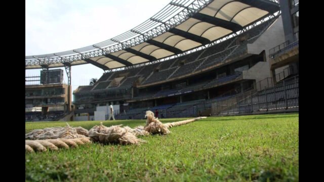 Mumbai Cricket Association to raise Rs 500 crore corpus for grassroots cricket